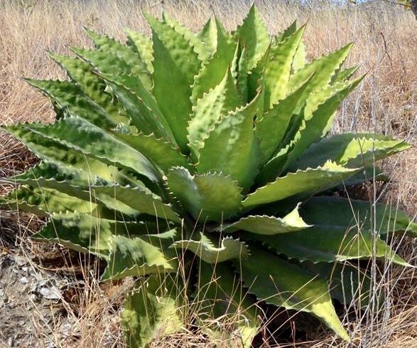 Agave cupreata