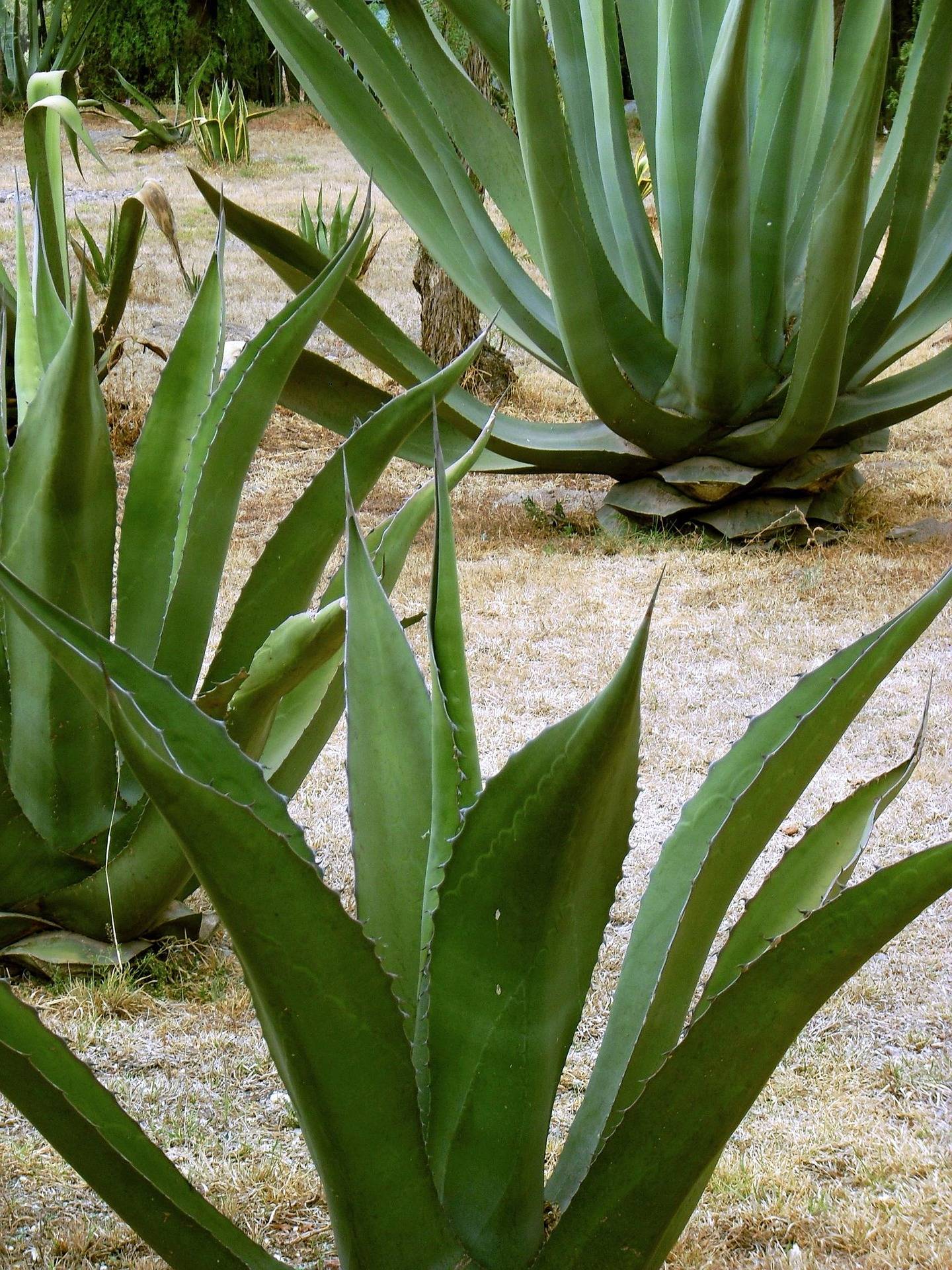 Planta de Maguey Cupreata